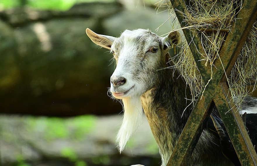 Goat, Animal, Hay