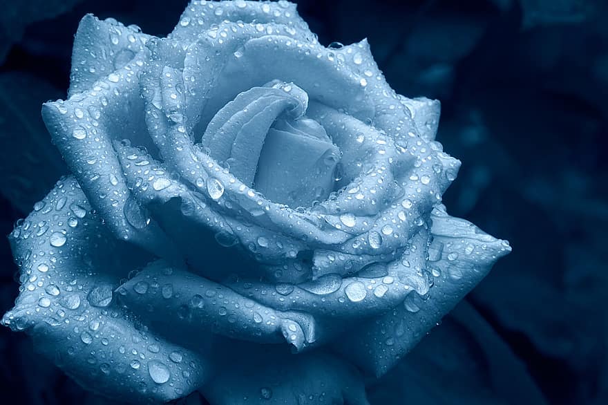 biru, hujan, tetes, basah, mekar, berkembang, suasana hati, mawar, merapatkan, daun bunga, bunga