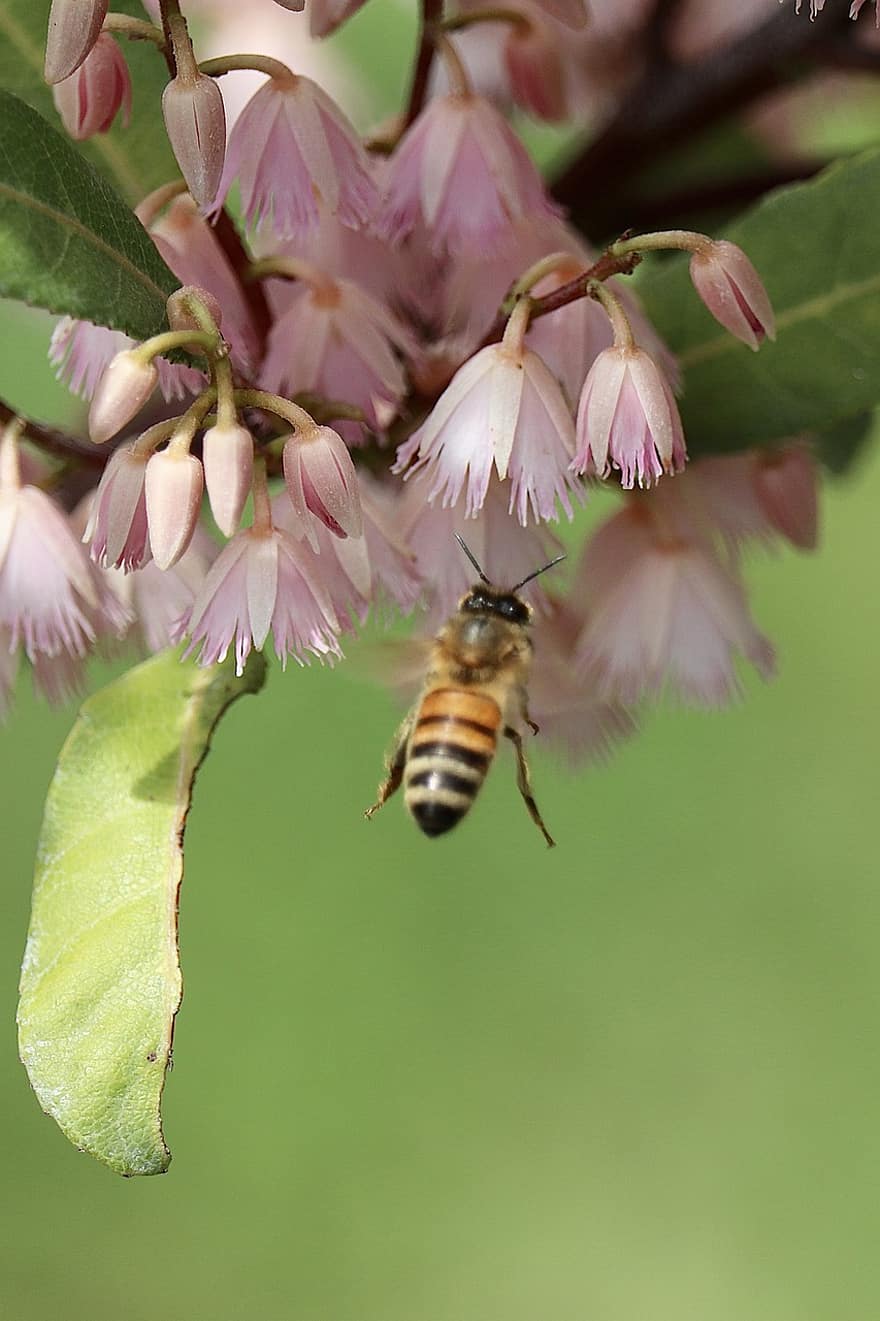 abeille, insecte, féconder, pollinisation, en volant, fleur, insecte ailé, ailes, la nature, hyménoptères, entomologie