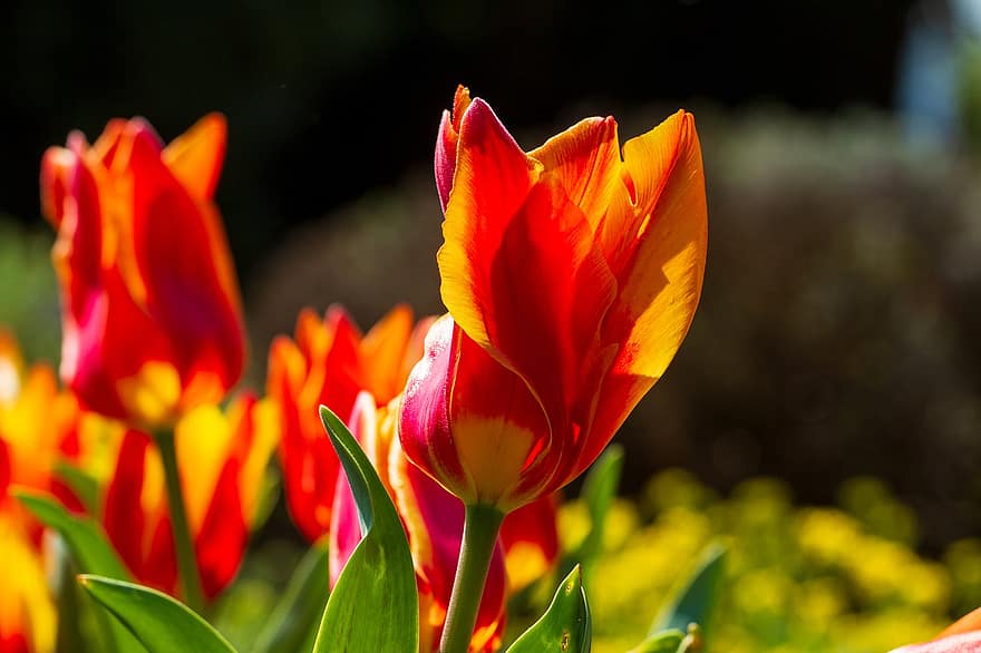 tulipán, virágzik, virágzás, virág, két hang, növényvilág, fényes, természet, növény, sárga, levél növényen
