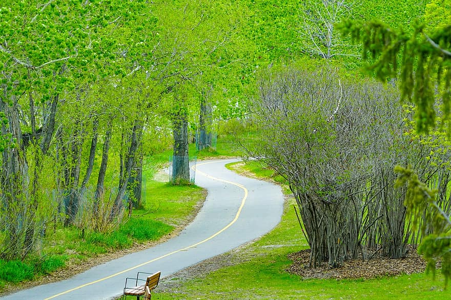 Bench, Road, Trees, Street, Curved Road, Lane, Avenue, Forest, Woods, Path, Park