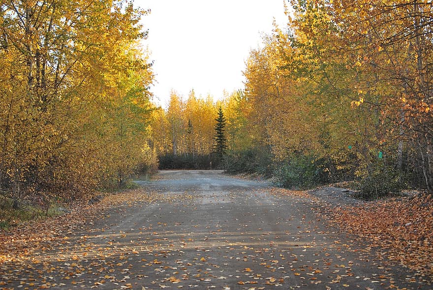 Alaska, fallen, Straße, Bäume, Natur, Landschaft, Blätter, Herbst, Gelb, Wald, Baum