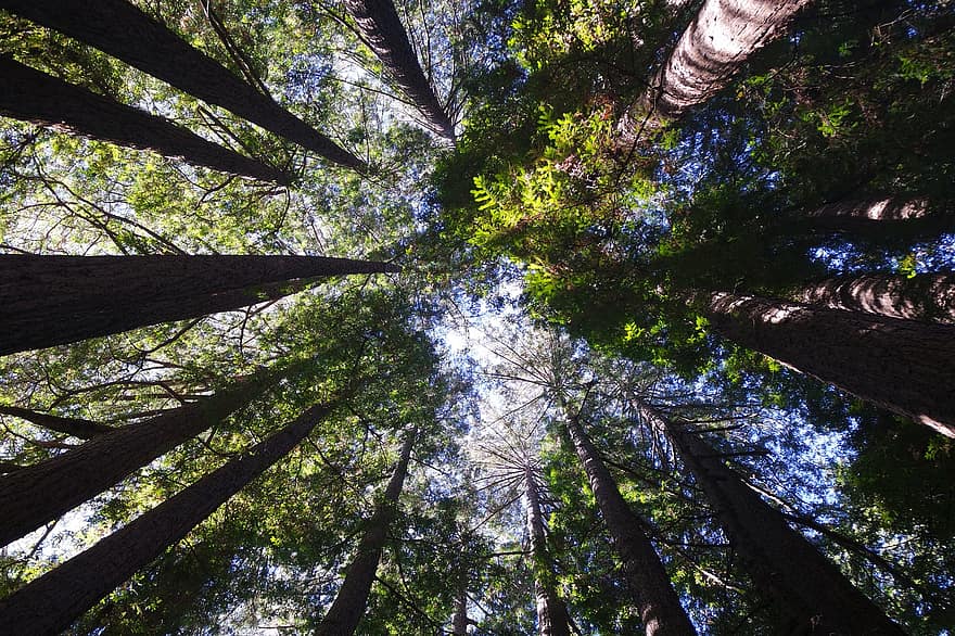 henry cowell redwoods state park, Stati Uniti d'America, viaggio, California, Santa Cruz, natura selvaggia, alberi, Sequoie della costa, cielo, alto