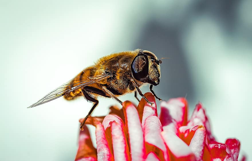 makro, bi, insekt, pollen, blomst, nektar, have, ali, forår, bestøvning, ala