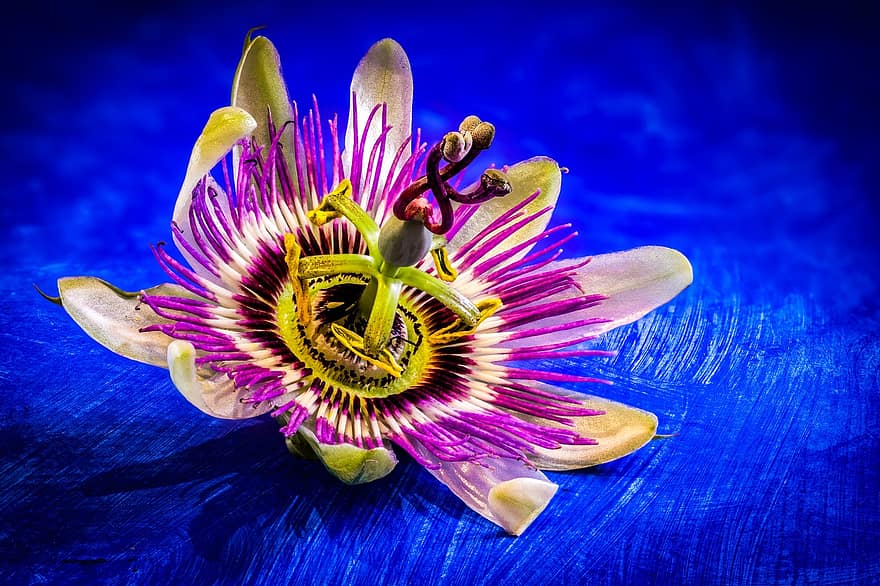 Passion Flower, Flawer, Purple, Blue, Macro, Nature, Painterly, Close Up, Uk