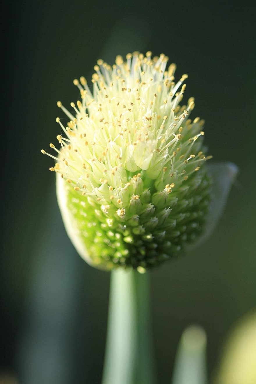 sementes, buttonbush, flor de cebola