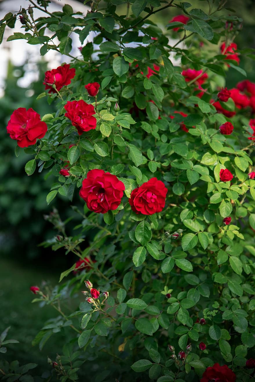 rosa, flors, arbust, estiu, jardí, florir, roses boniques, flor arrissada, jardí de roses