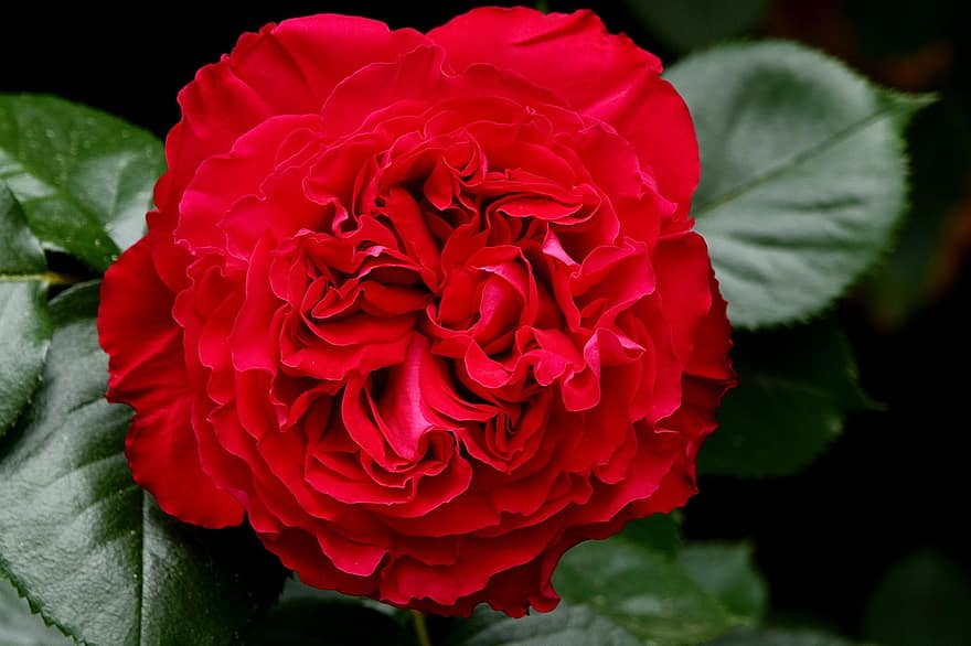 flor roja, flor, jardín, naturaleza, pétalo, de cerca, hoja, cabeza de flor, frescura, romance, planta