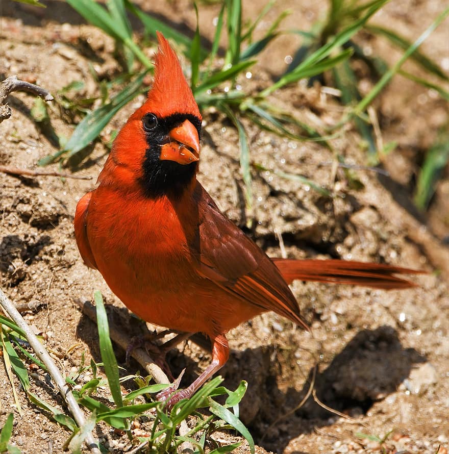 ptak, czerwony ptak, kardynał, ptak śpiewający, pióra, dzikiej przyrody, północny, męski, dziób, ptaków