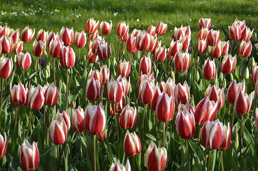 flors, tulipes, pètals, fulles, fullatge, llit de flors, camp, prat, naturalesa
