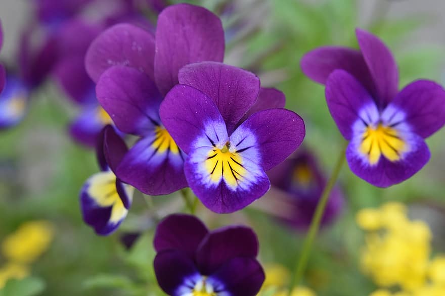 Flowers, Pansy, Botany, Garden, Botanical, Flowering, Plants, flower, close-up, plant, purple