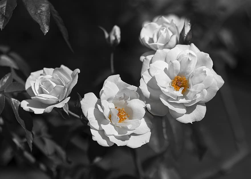 λουλούδια, τριαντάφυλλα, λευκό, λευκά τριαντάφυλλα, λευκά λουλούδια, πέταλα, λευκά πέταλα, ανθίζω, άνθος, χλωρίδα, ανθοκομία