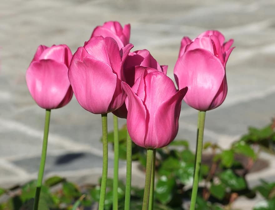 tulip, berwarna merah muda, bunga-bunga, taman, dekorasi, menyolok