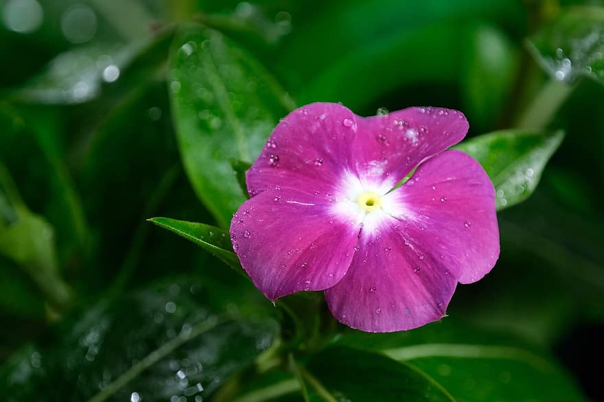 Periwinkle, Flower, Dewdrops, Dew, Purple Flower, Petals, Purple Petals, Bloom, Blossom, Plant, Flora