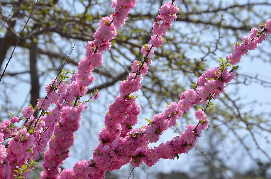 inflori, sakura, floare, primăvară, a inflori, copac, natură, sezon, botanică, înflorit, grădină