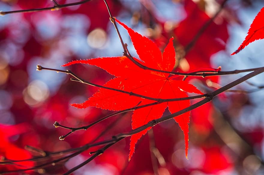 efterår, blade, løv, træ, røde blade, ahorn blade, efterårsblade, efterårsløv, efterårssæson, falde blade, natur