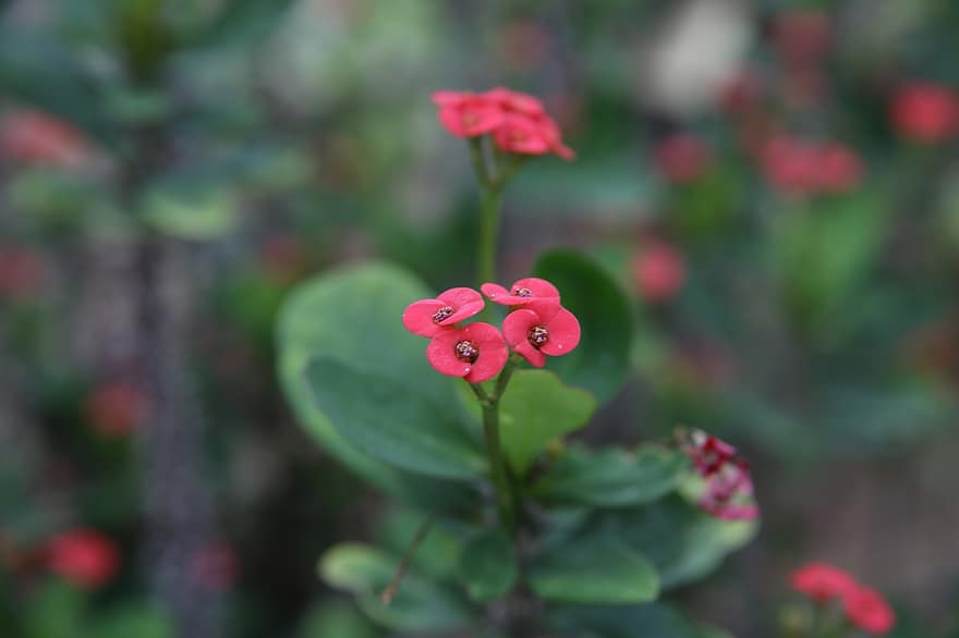 Crown Of Thorns, Flowers, Plant, Red Flowers, Christ Plant, Christ Thorn, Bloom, Blossom, Garden, Nature
