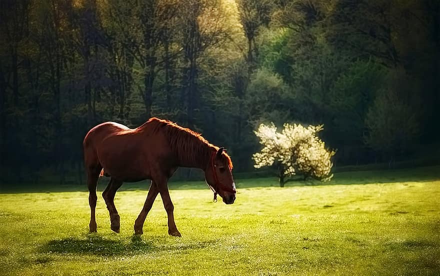 zirgs, ganības, zāli, pļava, jomā, zālājs, koki, trot, brūns zirgs, zirgu dzimtas dzīvnieki, zīdītāju