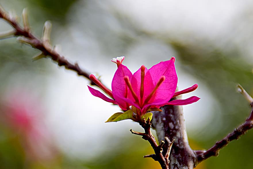 bougainvillea, floare roz, inflori, a inflori, natură, a închide, floare, plantă, cap de floare, petală, frunze