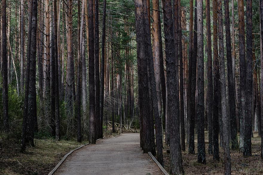 Path, Trees, Forest, Road, Trail, Pine Trees, Walkway, Conifers, Woods, Woodland, Park