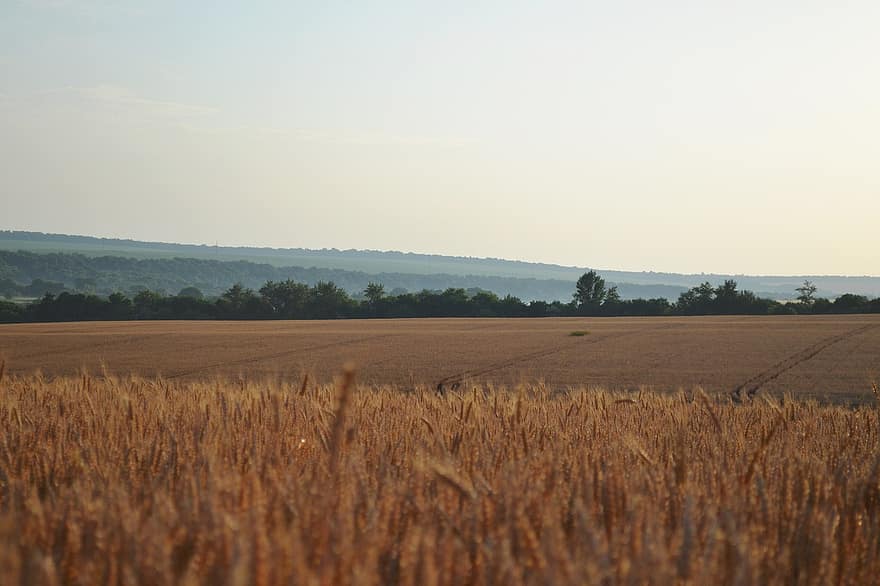 Пшеничное поле, сельское хозяйство, ферма, природа