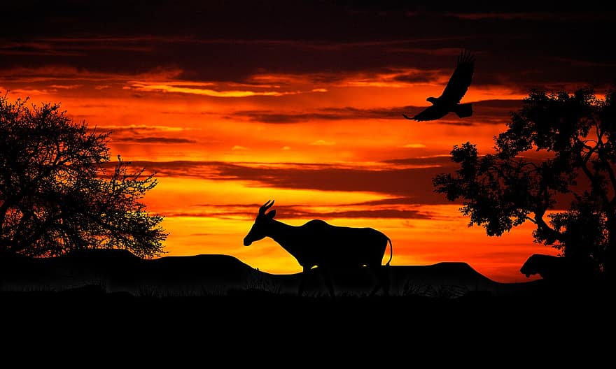 Nature, Sunset, Gazelle, The Lion, Africa, Silhouette, Animals