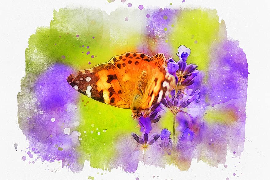 sommerfugl, lavendel, blomst, blomstre, anlegg, insekt, fiolett, natur, lavendel blomster, hage, sommer