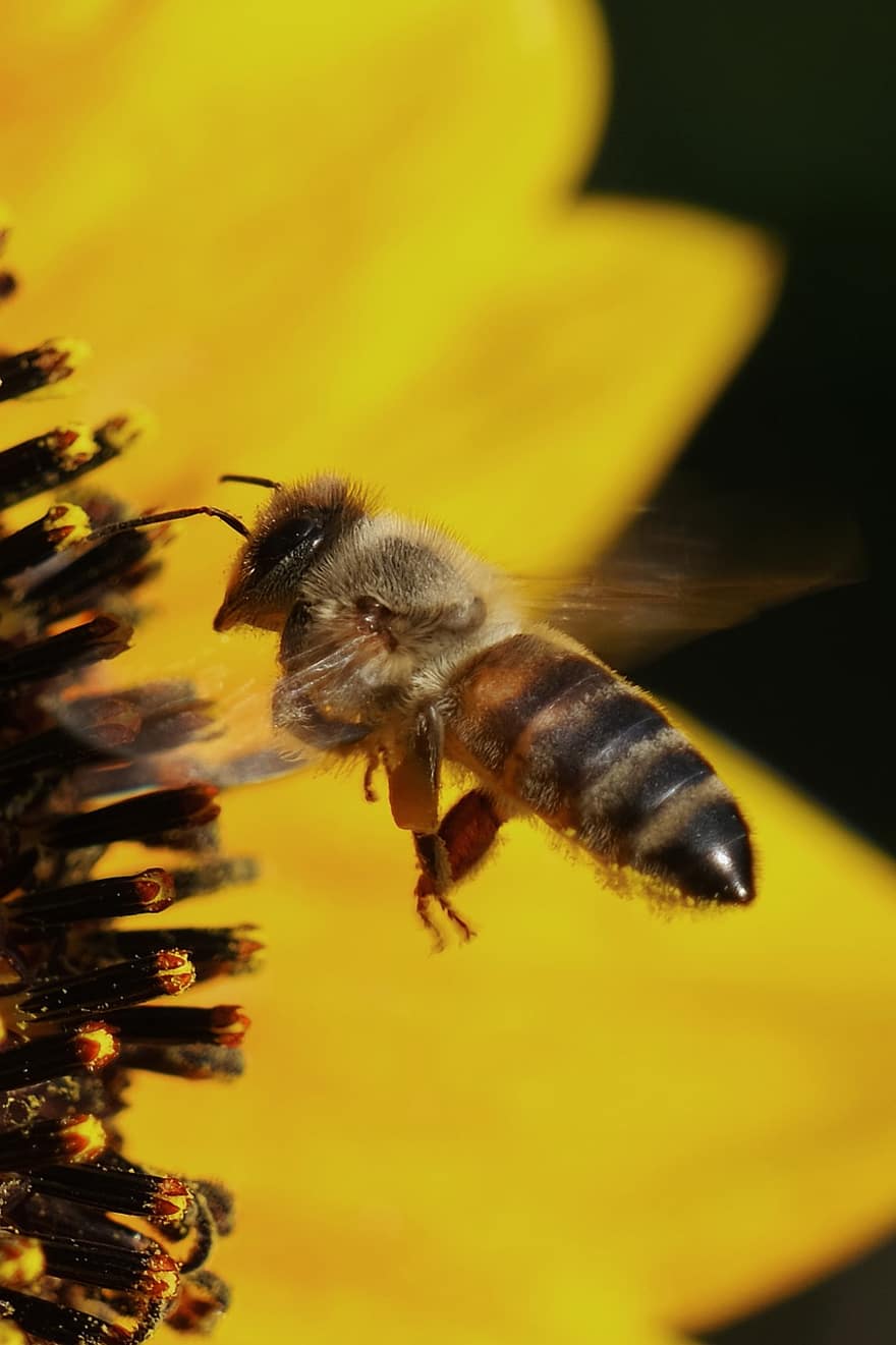 květ, včela, opylování, hmyz, entomologie, okvětní lístek, slunečnice, makro, žlutá, detail, pyl