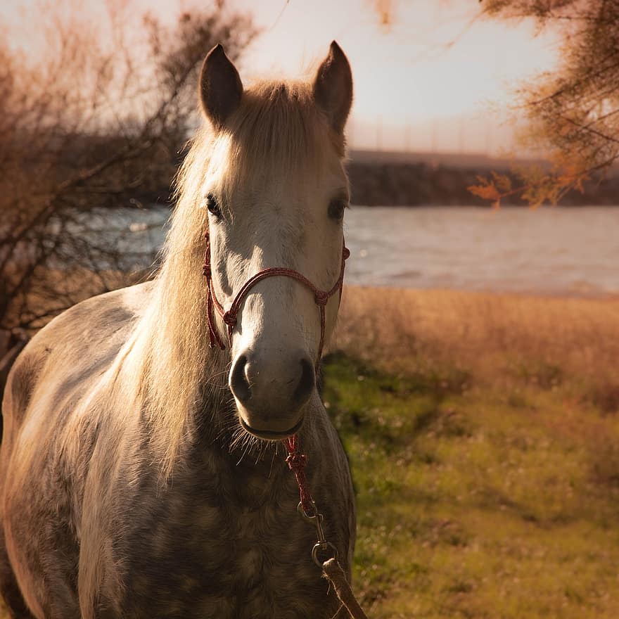 кінь, конячий, кінний спорт, грива, тварина, портрет, ранчо, природи