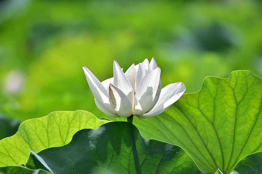bloem, lotus, natuur, vijver, tuin-, Yangpyeong, rivier-, bloemblaadjes, groei, macro, plantkunde