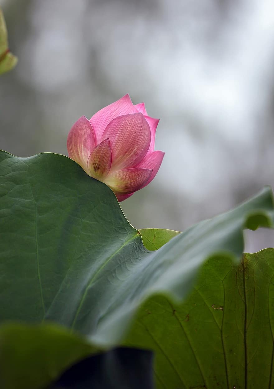 Lotus, Blume, Blätter, Pflanze, Blütenblätter, Seerose, pinke Blume, Lotus Blume, blühen, Wasserpflanze, Flora