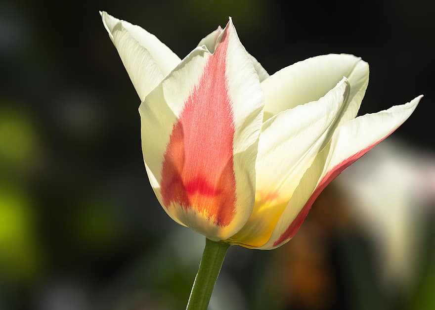 tulipano, fiore, petali, fioritura, fiorire, pianta ornamentale, pianta, primavera, giardino, avvicinamento