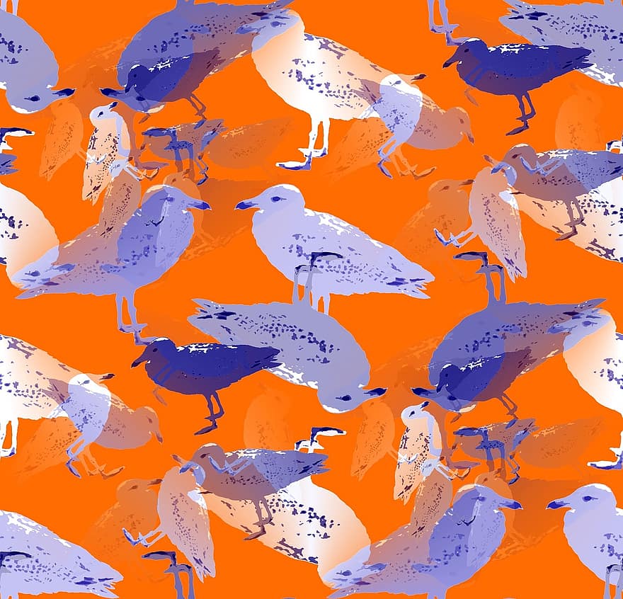 racek, racky, pobřežní pták, pták, moře, vodní pták, seevogel, modrý, zblízka, Ptačí motiv, motiv