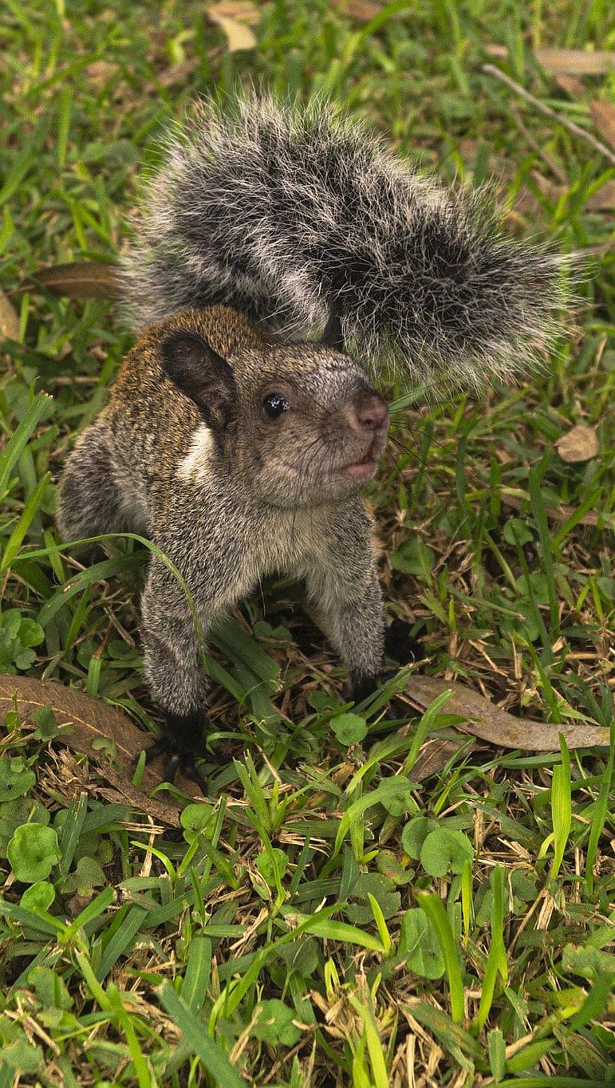 écureuil, rongeur, animal