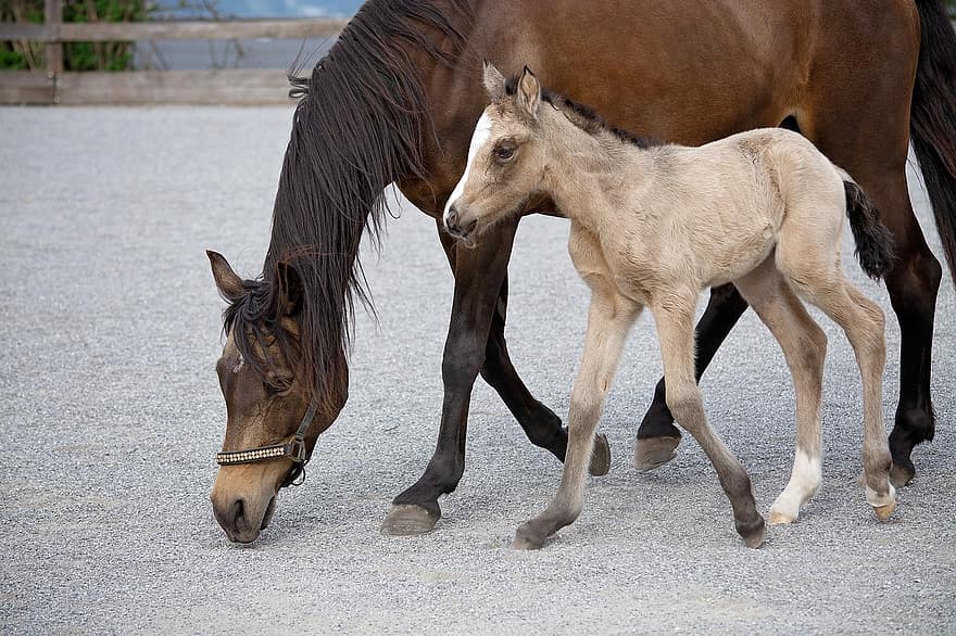 Foal, Horse, Animals, Equine, Mare, Female Horse, Young Horse, Young Animal, Mammal