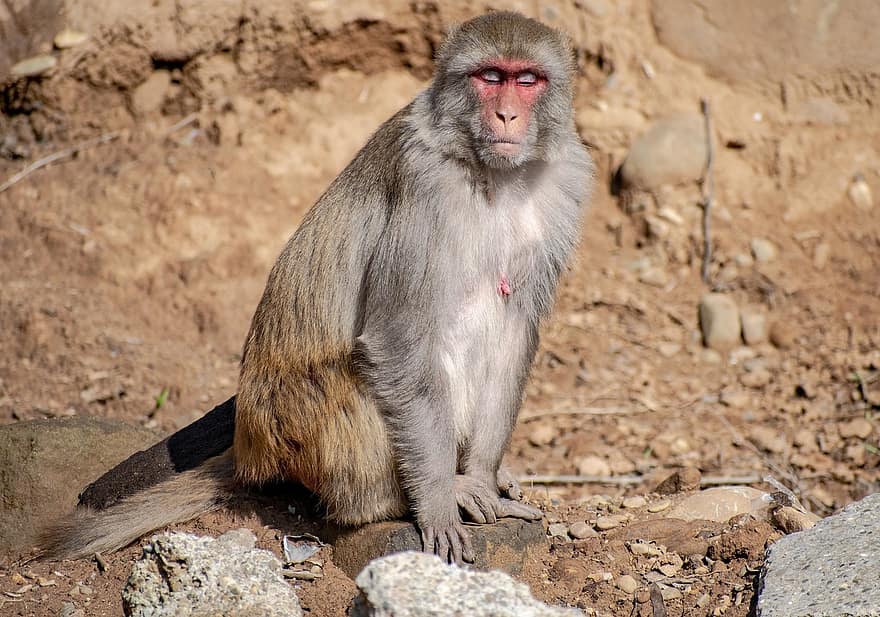 rhesus macaque, Πίθηκος, αρχιεπίσκοπος, άγρια ​​ζωή, θηλαστικό ζώο