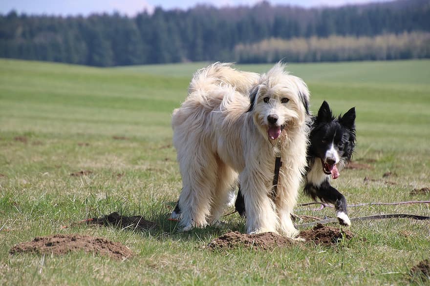 Dogs, Play, Field, Pets, Animals, Domestic Dogs, Canines, Mammals, Together, Friends, Fun