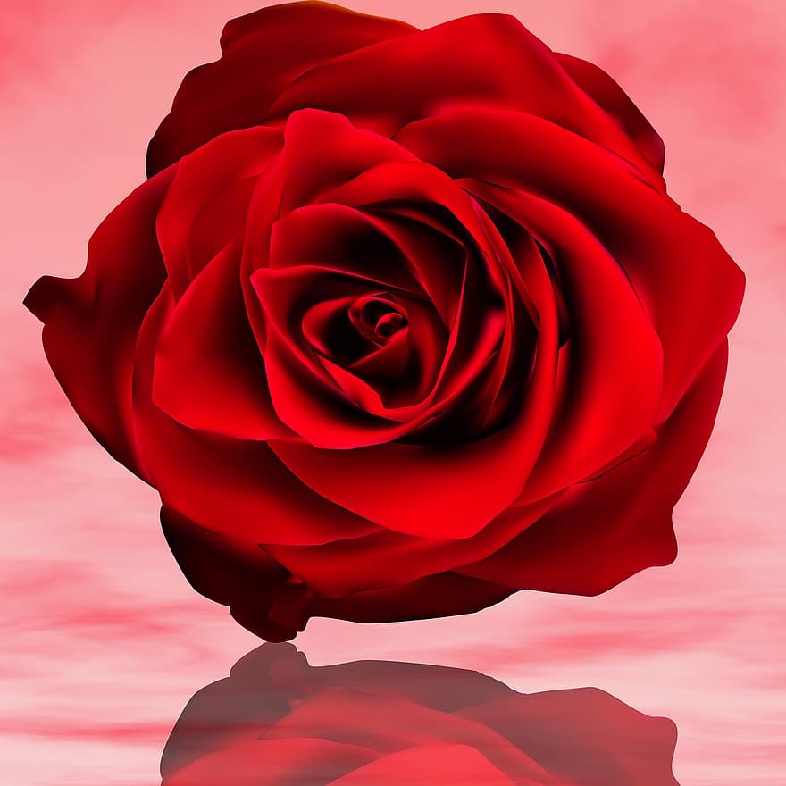 petal, rosa, blomst, kjærlighet, blomstring, rød rose, rosa romantisk, refleksjon