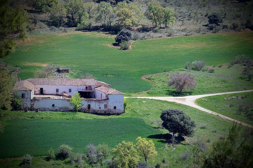 Mark, Albacete, landskabet, ejendom, landlige scene, græs, landskab, træ, eng, gård, grøn farve