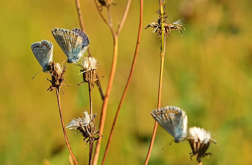mariposas, Hauhechel Blues, prado, plantas, puesta de sol, naturaleza
