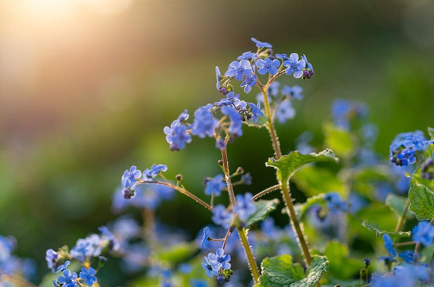 Forget Me Not, Flowers, Petals, Leaves, Plant, Blossom, Bloom