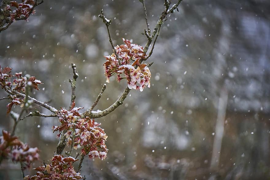 winter, sneeuw, bloemen, boom, sneeuwval, vorst, bloeien, bloesem, tak, fabriek, detailopname