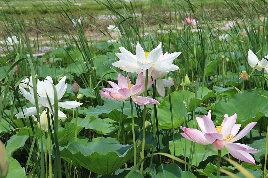 lotusblomster, blomster, lotus blomster, lyserøde blomster, kronblade, Lotusl tagudhæng, pink kronblade, flor, blomstre, vandplante, flora