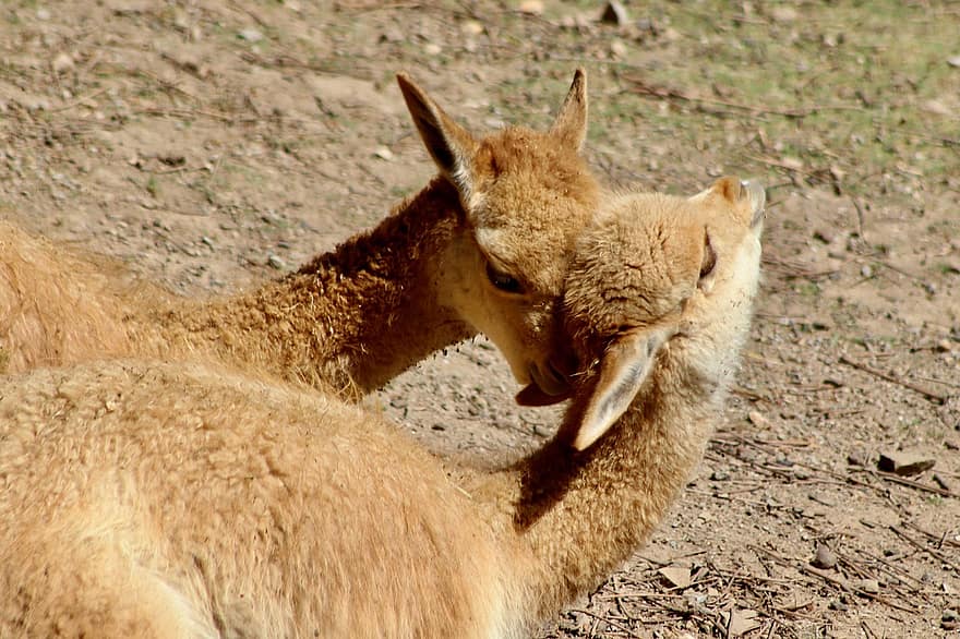 vicuña, kamelart, paarhufer, Jižní Amerika, savec, zvíře, živočišného světa, zoo, wuppertal, hrát si