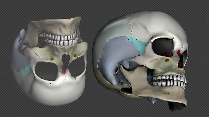 crani, cap, Model 3d, representació, metge, virtual, anatomia humana, os de crani, crani i ossos creuats, os, esquelet