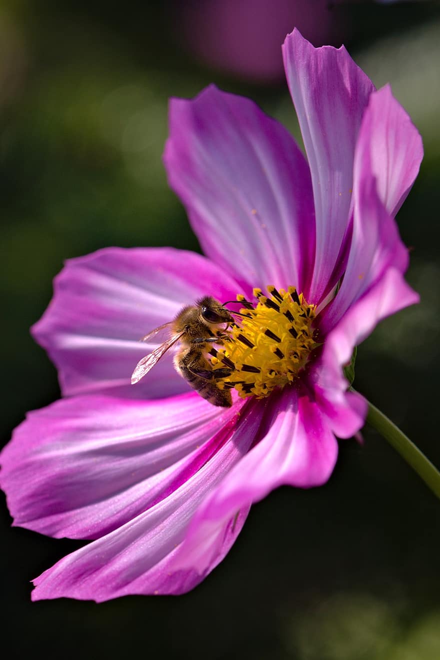 abeja, polen, kosmee, flor, polinización, floración, flora, floricultura, horticultura, botánica, jardín