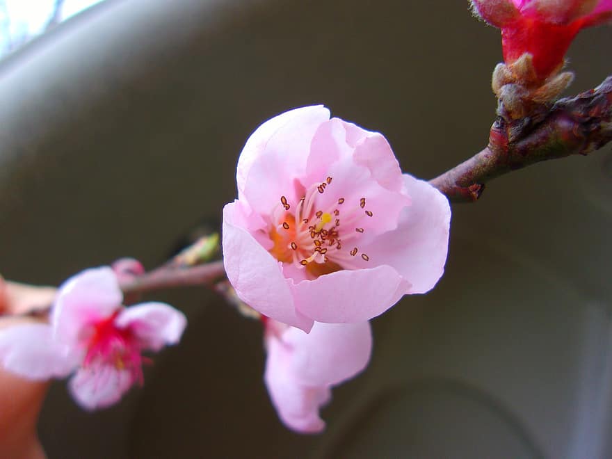 Yoshino-Kirsche, Blumen, pinke Blume, Blütenblätter, rosa Blütenblätter, blühen, Natur, Flora