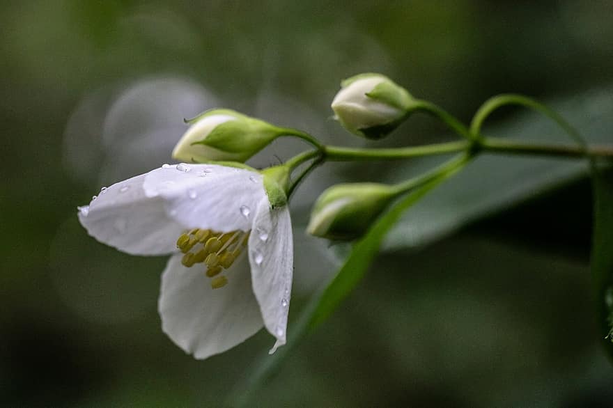 Beyaz çiçek, çiçek, Çiçek açmak, su damlaları, yağmur damlaları, doğa