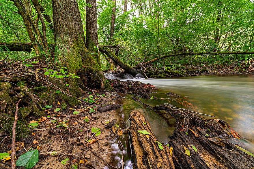 Nature, Green, Trees, Foliage, Branch, Woods, Bark, Stream, Brook, Flowing Water