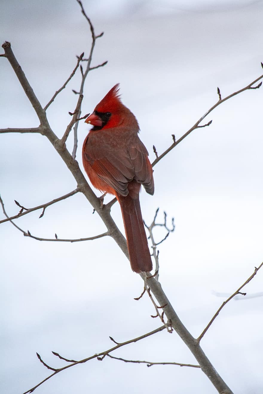 ocell cardenal, ocell, hivern, neu, aviària